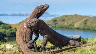 Keindahan Laut Pulau Komodo Indonesia