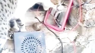 Kucing Belang Bingung Lihat Bayangan Kaca