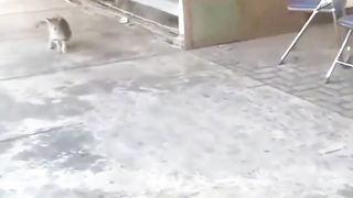 Ikut Ikutan Za Nich Si Mpuuuus