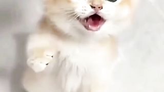 Kenapa Sich Bocil