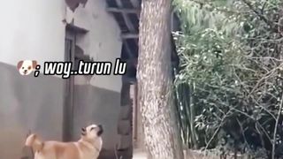 Mpuuuus Na Ngeledek Doggy