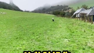 Cute Animal - Funny - Border Collie - 02
