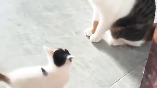 little cat look at the big cat learning to jump upside down