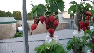 Turn Plastic Bottles Into A 3 Story Hanging Garden Filled With Delicious Strawberries
