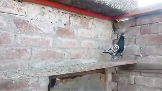 Banka breeder pair pigeon beautiful  pigeon