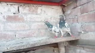 Tadeey pigeon beautiful breeder pair
