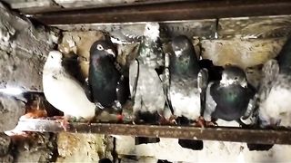 Beautiful pigeon breeder pair best flying 5