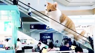 Seandainya Mpuuuus Bisa Sebesar Ini
