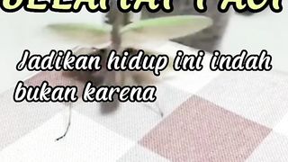 Teman Baru Kucing Abu