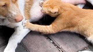 Mpuuuus Oyen Salah Server