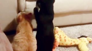Kucing Oyen Ngajarin Nga Benar