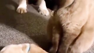 Doggy Kitten Menangis di depan Mpuuus