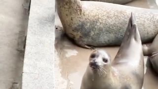 Mpuuuus Oyen Jadi Pengawas