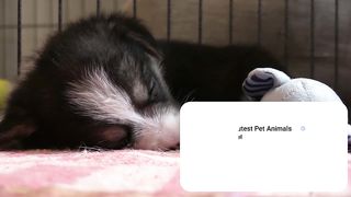 Baby Dogs | Cute and Funny Dog Videos Compilation #19 | Cutest Pet Animals
