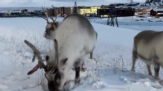 Have you seen wildlife close like this before?????