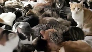 КОТЕШКО ЦАРСТВО