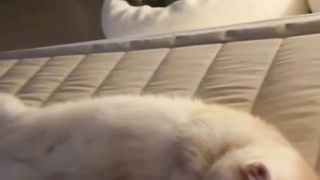 Kitten Tertidur Pulas