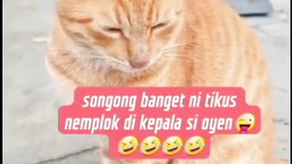 Tikus Pemberani