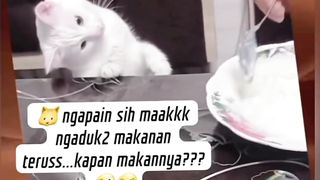 Tingkah Laku Kocak Kucing Putih