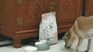 Mpuuuus Jahil Sama Doggy