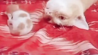 Mpuuuus Kagak Sabaran Jagain Kitten