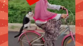 Rare cat moment