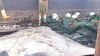 A gigantic ray to enjoy