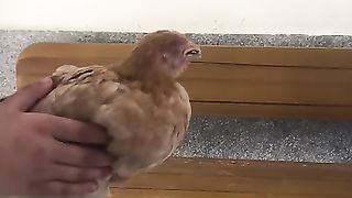 Murgio ki bemariyan