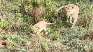 RARE sighting of a LION CUB HUNT | KENYA