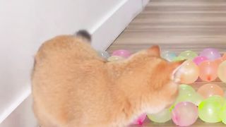 Can Cats Walk On This_ ????