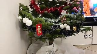 Sapin#2022#Noel#2023#deco#video#viral#short#flux(480p).
