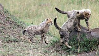 Most Funny and Cute Baby Tiger and Lion videos | Baby Tiger vs Baby Lion