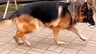 Le_Chien_le_plus_intelligent_????_du_monde_????_#shorts_#histoire_#viral_#tiktok_#chien_#dog_#dogs(480p).