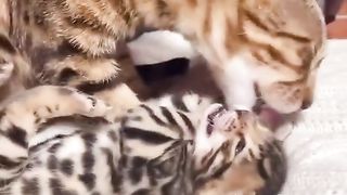 КОТЕШКА ЛЮБОВ