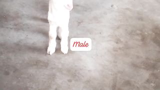 Goats for sale in Pakistan 6