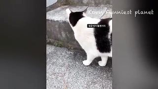 Funny Dogs And Cats Videos 2023 ???? - Best Funniest Animal Videos Of The week 2