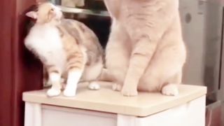 Mpuuuus Na Jahil Sama Oyen
