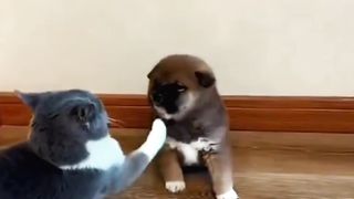 Mpuuuus Jahil Anak Doggy diajak Gelud