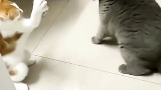 Kitten Kalah Berkelahi Dengan Kucing Abu