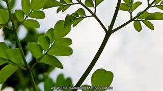 benefits of Moringa leaves