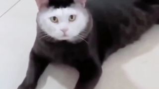 Para Kucing Wajah Unik