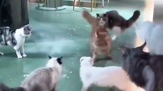 Mpuuuus Oyen Penguasa Wilayah