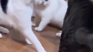 Blacky Memulai Perkelahian