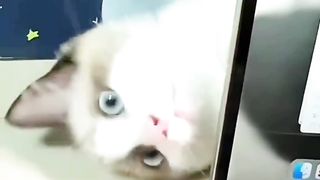 Mpuuuus Ci Luk Ba