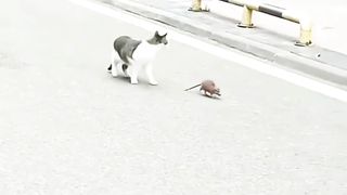 Tom & Jerry Versi Kucing & Tikus