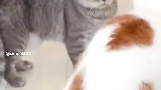 Funny Cat Viral Video 108