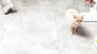 How to make funny ???? video amazing ???????? video of