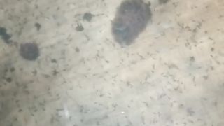 Mau lihat LARVA LELE kecil SUMRINGAH Nemu pakan cacing sutera❓Begini cara mereka makan