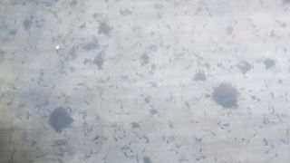 Larva lele sedang makan cacing sutera