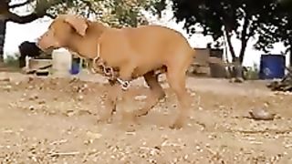 mon_chien_#shorts_#video_#viral_#2023_#trending_#dog(240p).